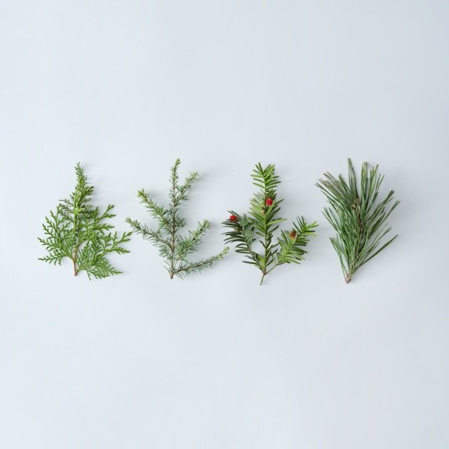 Fragrant Herb Trio